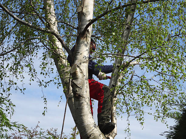 Best Tree Trimming and Pruning  in USA